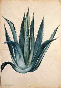 Århundradesväxt (Agave americana) av Jacopo Ligozzi