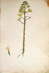 Århundradets växtblomma (Agave americana) av Jacopo Ligozzi