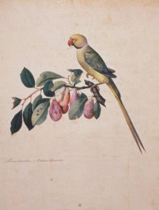 Prunus domesticus, från Alexanders papegoja av Jacopo Ligozzi