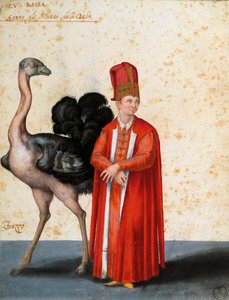Slav med struts, teckning av Jacopo Ligozzi (1547-1627)