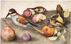 Stilleben med fåglar och frukt, ca. 1650 (akvarell med grafit, förhöjd med blyvit) av Jacopo Ligozzi
