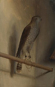 En sparvhök. 1510-talet