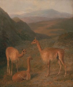 Vicunas av Jacques-Laurent Agasse