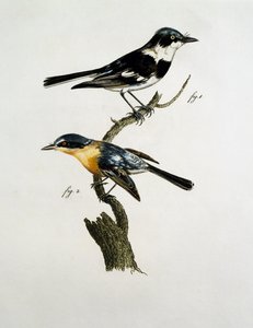 Hane och hona av Pririt Batis (Batis pririt) av Jacques (after) Barraband