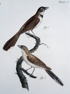 Hane och hona av glasögonmonark (Monarcha trivirgata) av Jacques (after) Barraband