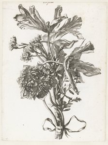 Bukett med bleka tulpaner, en anemon och odödligheter Diverse Fleurs mises en Boucquets (serietitel) av Jacques Bailly (I)