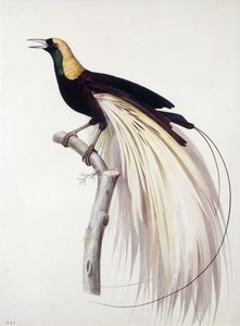 Större paradisfågel, hane