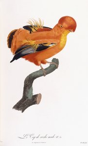 Manlig Cock-of-the-rock