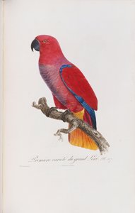 Premiere variete du Grand Lori, graverad av Langlois, c.1801-05