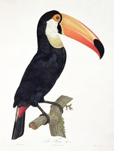 Tukan nr 2, från "History of the Birds of Paradise" av Francois Levaillant, graverad av Jacques Louis Peree (f.1769), publicerad 1806 (färggravyr).