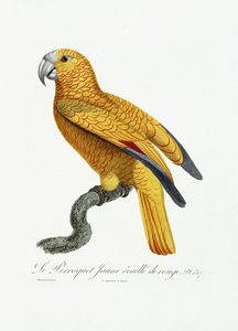 Gul och röd papegoja, c.1801-05