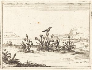 Fågel uppflugen på en tistel av Jacques Callot