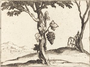 Druvklase av Jacques Callot