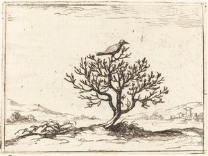Näktergal i en buske av Jacques Callot