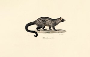 Afrikansk civet av Jacques Christophe Werner