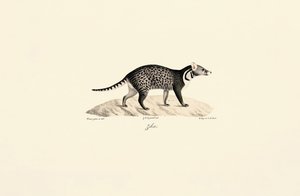 Afrikansk civet av Jacques Christophe Werner