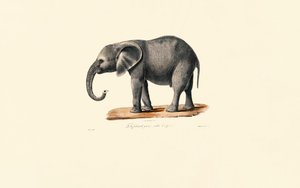 Afrikansk elefant (ungdjur) av Jacques Christophe Werner