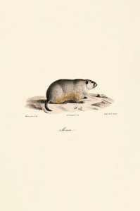 Alpine Marmot (Monax-variant) av Jacques Christophe Werner