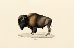 Amerikansk bison av Jacques Christophe Werner