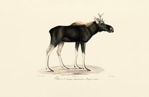 Amerikansk älg (Alces americanus) av Jacques Christophe Werner