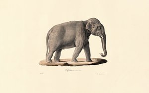 Asiatisk elefant av Jacques Christophe Werner