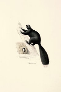 Svart kapucinapa (hane) av Jacques Christophe Werner
