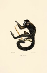 Svart spindelapa (hane) av Jacques Christophe Werner