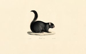 Svart ekorre av Jacques Christophe Werner