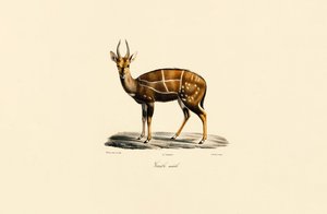 Bushbuck (hane) av Jacques Christophe Werner