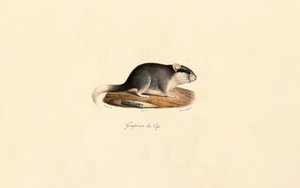 Cape Dormouse av Jacques Christophe Werner