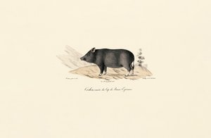 Cape Warthog av Jacques Christophe Werner