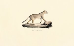 Caracal av Jacques Christophe Werner