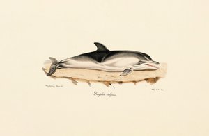 Vanlig delfin av Jacques Christophe Werner