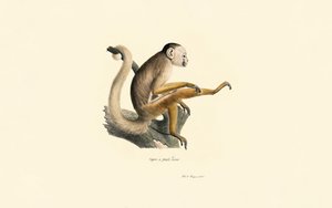 Vanlig ekorre Apa av Jacques Christophe Werner