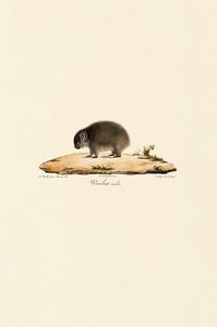 Vanlig wombat (hane) av Jacques Christophe Werner