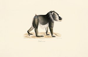 Borrning med vit bröstkorg av Jacques Christophe Werner