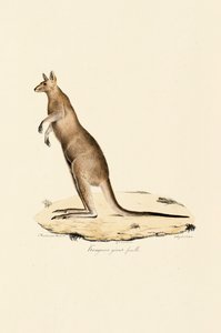 Östlig grå känguru (hona) av Jacques Christophe Werner
