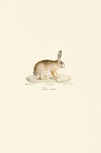 Europeisk hare av Jacques Christophe Werner