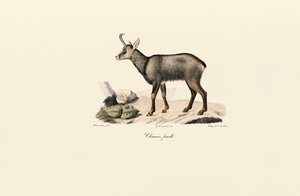 Kvinna Chamois av Jacques Christophe Werner