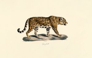 Jaguar kvinna av Jacques Christophe Werner