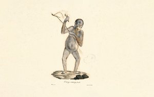 Orangutanghona av Jacques Christophe Werner