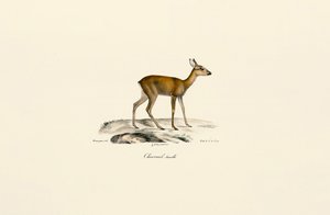 Rådjurshona av Jacques Christophe Werner