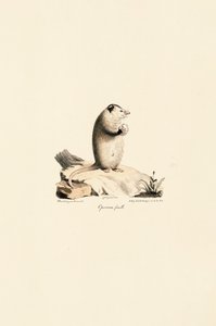 Hona Virginia Opossum av Jacques Christophe Werner