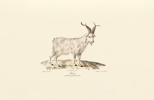 Fyrhornad inhemsk get av Jacques Christophe Werner