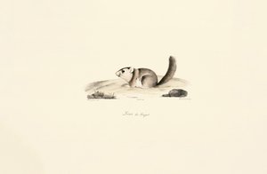 Gambiansk solekorre av Jacques Christophe Werner