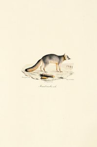 Grå räv hane (Urocyon cinereoargenteus) av Jacques Christophe Werner