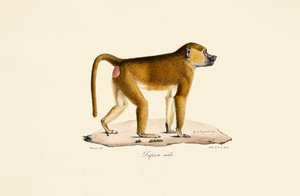  av Jacques Christophe Werner