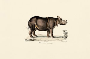 Indisk noshörning av Jacques Christophe Werner