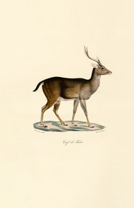 Javan Rusa av Jacques Christophe Werner