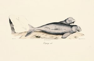 Hane Dugong av Jacques Christophe Werner